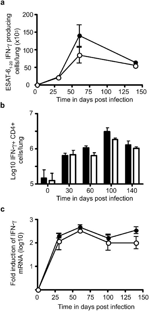 FIGURE 2. C57BL/6 (•) and B6.p19−/− (○) mice were infected, and the lymphocytes were isolated from the lung at specific time points after infection. Cells were cultured with irradiated feeder cells and Mtb ESAT1–20 peptide for 24 h, and the number of IFN-γ-producing cells was determined by ELISPOT (a). The data points represent the mean and SD for four animals for each time point. The total number of CD4+ T cells in the lungs of C57BL/6 (▪) and B6.p19−/− (□) mice capable of expressing IFN-γ after a TCR stimulus (anti-CD3/anti-CD28) were determined by intracellular staining and analysis by flow cytometry (b). The bars represent the mean value for four mice ± SD, and one experiment representative of three is shown. Lung tissue from C57BL/6 (•) and B6.p19−/− (○) mice was harvested and processed to extract RNA. The presence of IFN-γ mRNA (c) was determined by real-time PCR, and the log10 fold increase was determined for three infected mice vs four noninfected mice. The data points represent the mean and SD for three mice for each time point, and one experiment, representative of two, is shown.