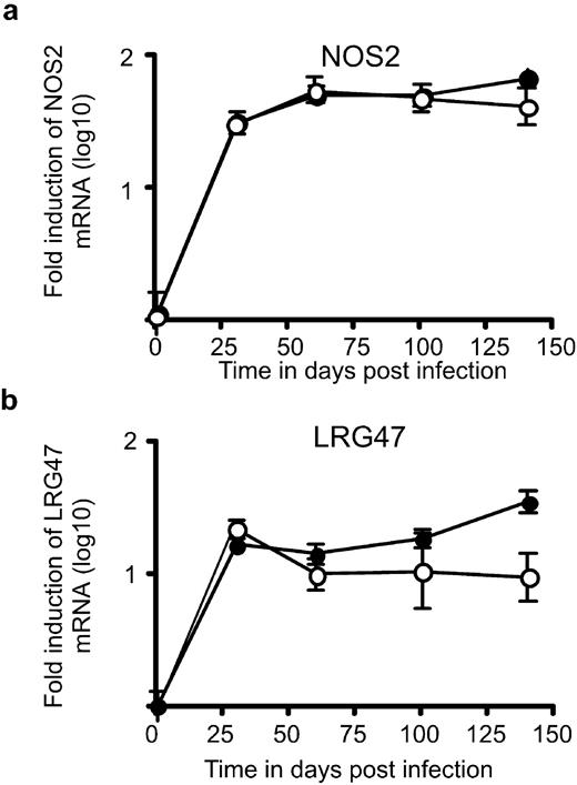 FIGURE 4. C57BL/6 (•) and B6.p19−/− (○) mice were infected as described in Fig. 1, and at specific times after infection, lung tissue was harvested and processed to extract RNA. The presence of specific mRNA was determined by real-time PCR, and the log10 fold-increase in mRNA was determined for three infected mice vs four noninfected mice. The data points represent the mean and SD for three mice for each time point. One representative experiment of two is shown.