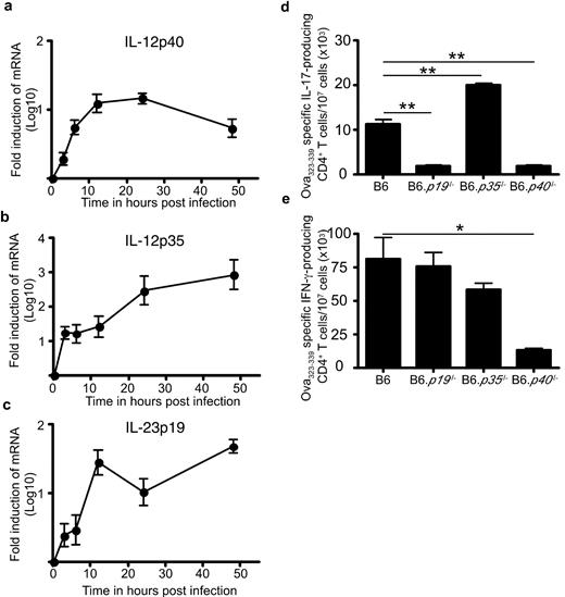 FIGURE 8. The induction of mRNA for IL-12p40 (a), IL-12p35 (b), and IL-23p19 (c) was measured in in vitro cultured BMDCs after infection with Mtb bacteria. The data points represent the log10 fold increase of the specific mRNA compared with uninfected DCs. The data points represent the mean and SD for three independent BMDC preparations. Activation and polarization of naive OT-II TCR-transgenic CD4+ T cells were conducted in the presence of their cognate Ag and Mtb-infected BMDCs from C57BL/6 and gene-deficient mice. Cells were then restimulated in the presence of OVA323–339 and irradiated splenocytes from C57BL/6 mice, and the frequency of IL-17-producing (d) and IFN-γ-producing (e) cells was determined by ELISPOT. The data points show the mean and SD for three independent culture samples. One representative experiment of two is shown. ∗, p ≤ 0.05; ∗∗, p ≤ 0.005 (by Student’s t test).