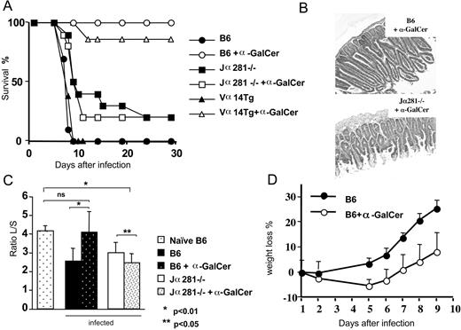 FIGURE 3. α-GalCer treatment protects the infected mice against the development of lethal ileitis. A, Survival rates of B6, Jα281 −/−, and Vα14Tg mice after i.p. administration of 5 μg of α-GalCer the day before challenge with T. gondii (n = 10/group). Results are representative of two independent experiments. B, Intestinal H&E histology of α-GalCer-treated or untreated mice on day 7 after infection (magnification, ×200). C, Intestinal lesions in α-GalCer-treated or untreated mice on day 7 after infection were scored as the ratio of the villi length to its thickness. These data were the mean of 20 measures obtained with four different fields and repeated with two mice per group. D, B6 mice treated with α-GalCer exhibited only mild weight loss compared with untreated infected controls. Infected B6 mice treated, or not, with α-GalCer were weighed daily. Weight loss is expressed as a percentage of the animal’s initial weight.