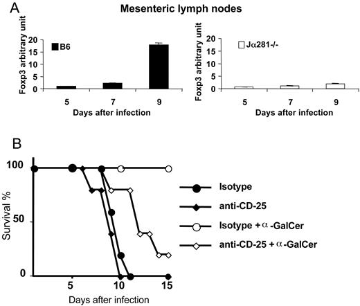 FIGURE 6. Implication of regulatory T cells after α-GalCer treatment. A, An increased number of Foxp3 regulatory T cells in MLNs from α-GalCer-treated mice was observed. cDNAs obtained from total MLNs of infected B6 and Jα281−/− mice treated, or not, with α-GalCer were submitted to quantitative real-time PCR with specific primers and probed for Foxp3 and actin (five mice per group). After normalization to actin expression, results were expressed as an increase in Foxp3 expression in α-GalCer-infected B6 or Jα281−/−mice compared with infected B6 or Jα281−/− mice. This experiment was repeated twice with similar results. B, B6 mice were depleted of CD25+ cells with anti-CD25 mAb i.p. 3 days before α-GalCer treatment. Twenty-four hours later, all mice were infected. Similarly infected α-GalCer-treated B6 mice, anti-CD25-treated B6 mice, and B6 mice treated with isotype Abs were used as controls (five mice per group). Results are representative of two independent experiments.