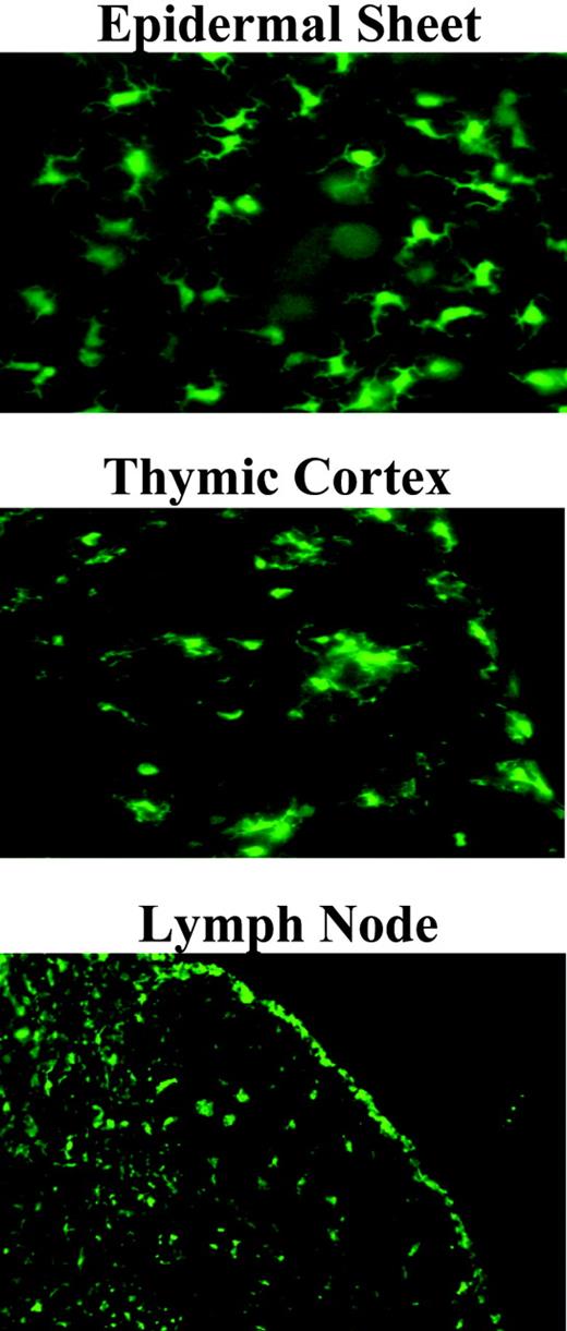 FIGURE 2. Tissue distribution of EGFP expression in MacGreen mice. Immunofluorescence from EGFP within epidermis, thymus, and lymph node (×400). Note the positive cells with Langerhans morphology within epidermal sheet and the extensive dendritic network of interdigitating GFP-positive cells through the thymic cortex and lymph node.