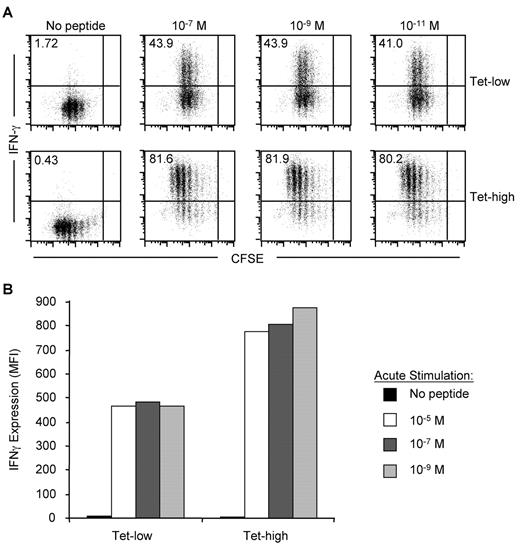 Transient Loss of MHC Class I Tetramer Binding after CD8+ T Cell