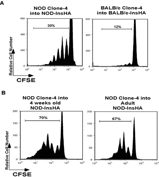 FIGURE 5. Increased clonal expansion of NOD clone-4 cells in the PancLN of NOD-InsHA mice can occur in the absence of pancreatic T cell infiltrates. A total of 5 × 106 syngeneic purified CSFE-labeled CD8+Thy1.1+ clone-4 cells were injected into (A) mice treated with FTY720 as described in Materials and Methods and (B) adults and 4-wk-old NOD mice. Four days after transfer, cells from PancLN from three to four mice were isolated, pooled, and analyzed by FACS as described in Fig. 1.