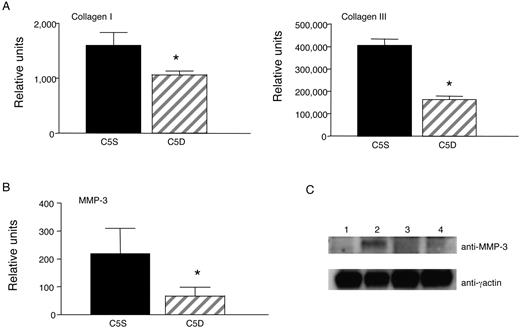 FIGURE 8. Expression of interstitial collagens and MMP-3 in C5S and C5D mice fibroblasts. Lung fibroblasts were isolated from C5S and C5D mice after bleomycin treatment, as described in Materials and Methods. mRNA expression of collagen I, III (A), and MMP-3 (B) was evaluated by real-time RT-PCR in triplicate. Values are expressed as mean ± SEM. ∗, Denotes significant difference. C, Western blotting of lung fibroblast lysates isolated as described in Materials and Methods from C5S-PBS mice (lane 1), C5S-bleomycin mice (lane 2), C5D-PBS mice (lane 3), and C5D-bleomycin mice (lane 4). Membranes were probed with anti-mouse MMP-3 Ab and anti-γ actin for control of protein load.