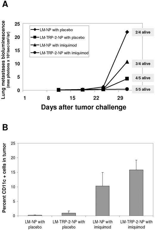 FIGURE 6. Imiquimod treatment enhances protective rLM-induced antitumor immunity against metastatic melanoma. A, C57BL/6 mice were immunized and boosted with rLM expressing the LCMV NP396–404 epitope (LM-NP) or the NP396–404 epitope and the melanoma Ag TRP2180–188 epitope (LM-TRP2-NP) and challenged i.v. with 1 × 104 B16-Fluc cells into the tail vein. Tumor fluorescence from B16-Fluc tumors in the lungs was quantified weekly as described in Materials and Methods. Topical imiquimod was applied to the shaved flank daily and resulted in partial and variable protection from B16 challenge in mice that received LM-NP. Immunization with LM-TRP2-NP consistently resulted in partial antitumor protection as shown previously. Graph represents the mean of four or five mice for all days except day 31 at which the number of surviving mice is indicated. B, Lungs from tumor bearing mice were excised and single cell suspensions were made by passing through a nylon mesh. Immunostaining with anti-CD11c Ab and FACS analysis was performed. Data are the percentage of CD11c+ staining cells from groups of four mice each and are the mean + SE.