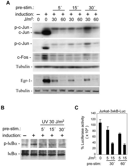 FIGURE 7. UV irradiation suppresses c-Jun and Egr-1 expression and NF-κB activity in preactivated T cells. A, Jurkat T cells were first stimulated for 5–30 min and then treated with different doses of UV 254 nm irradiation. At 1.5 h after UV exposure, total cell lysates were sequentially immunoblotted with Abs against c-Jun, p-c-Jun, c-Fos, Egr-1, and tubulin. Data are representative of three independent experiments. B, Jurkat T cells were prestimulated as above and then irradiated with 30 J/m2 UV 254 nm. Total cell lysates were immunoblotted with anti-p-IκBα and stripped for immunoblot to anti-IκBα. Data are representative of two independent experiments. C, Jurkat T cells bearing integrated 3×NF-κB-luciferase were stimulated with PMA/ionomycin. Thirty and 60 min later, the cells were irradiated with different doses of UV 254 nm, and 8 h later, cells were harvested for luciferase assays. Results represent the average of three separate experiments.