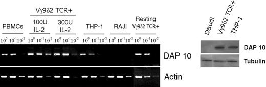 FIGURE 7. Determination of DAP10 expression in Vγ9Vδ2 T cells by RT-PCR and immunoblot. The left panels show a RT-PCR for DAP10 and β-actin using serial dilutions of cDNA from the indicated cell populations. The right panels show DAP10 protein level as tested by immunoblot analysis of the indicated cell types.