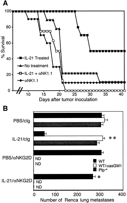 FIGURE 4. NK cells primarily mediate IL-21-enhanced tumor rejection of RMA-RAE-1δ and Renca tumor cells. A, Groups of 10 C57BL/6 or RAG-1−/− mice were treated i.p. with 75 μg of IL-21 or PBS on day −4, −2, 0, 2, and 4. Mice were also treated with either anti-NK1.1 (200 μg i.p.) or PBS on day −1, 1, 7, and weekly thereafter. On day 0, 1 × 105 RMA-RAE-1δ cells were injected i.p. Data are representative of two independent experiments. B, NK cell-dependent rejection of Renca tumor cells. Groups of five BALB/c WT and pfp−/− mice were injected i.v. with 2.5 × 105 Renca tumor cells. Mice were injected i.p. with 50 μg of IL-21 on days 0, 1, 2, and 3 where day 0 is the day of tumor inoculation. All BALB/c mice were treated with either anti-mouse NKG2D mAb (250 μg i.p.) or control Ig (250 μg i.p.) on days 0, 1, 7, and 8 after tumor inoculation. Some WT mice were treated with anti-asialo-GM1 (100 μg i.p.) on day −1, 0, and 7 to deplete NK cells. Lungs were harvested 14 days after tumor inoculation, and metastatic tumor nodules were counted. Experimental metastases were recorded as the mean number of metastases ± SEM. Data are representative of two independent experiments. ∗, Group in which treatment with anti-NKG2D mAb significantly increased that group’s number of lung metastases compared with treatment with control Ig; ∗∗, groups in which treatment with anti-asialo-GM1 significantly increased that group’s number of lung metastases compared with treatment with PBS (by Mann-Whitney U test, p < 0.05).