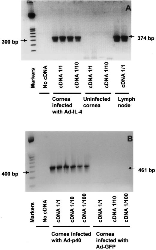 Prolongation of Sheep Corneal Allograft Survival by Transfer of the