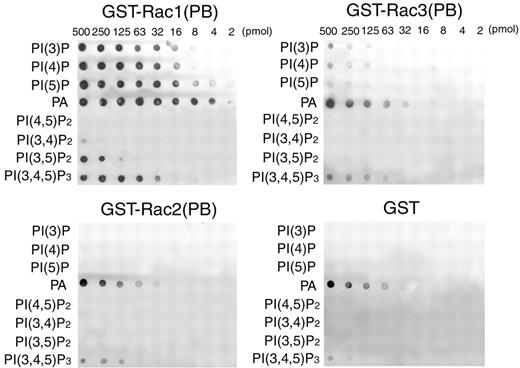 FIGURE 6. Binding of the PB region of Rac isoform to polyphosphoinositides. The GST-tagged Rac PB region (without CAAX motif) was used in lipid overlay assays to identify PB region-binding lipids. GST-Rac1(PB) binds PI(3)P, PI(4)P, PI(5)P, PI(3,4,5)P3, and PA with weaker binding to PI(3,4)P2 and PI(3,5)P2; GST-Rac1(PB) does not associate with PI(4,5)P2. GST-Rac3(PB) shows weak binding to PI(3)P, PI(4)P, PI(5)P, PI(3,4,5)P3. In contrast, GST-Rac2(PB) shows slight binding to PI(3,4,5)P3 only. GST-Rac1(PB) but neither GST-Rac2(PB) nor GST-Rac3(PB) shows the significant binding to PA compared with the GST control. Representative of at least three independent experiments.