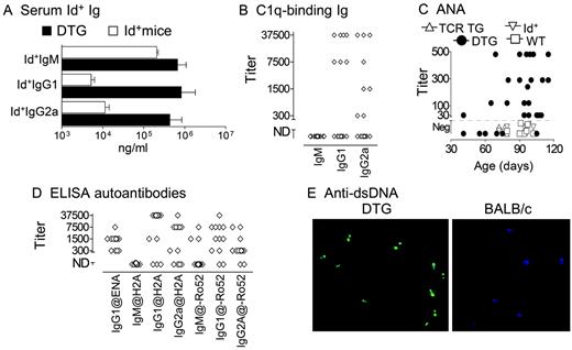 FIGURE 3. Autoantibodies in doubly transgenic mice. A, Serum Id+ Ig in adult doubly transgenic and singly transgenic Id+ mice. Id+ denotes transgenic λ2315 L chain. B, C1q immune complex ELISA; doubly transgenic sera (n = 16) were tested for presence of C1q-binding complexes that contain IgM, IgG1, or IgG2a. Titer was calculated as the final dilution in which doubly transgenic sera gave a signal significantly above control reference sera. ND, Not detected. C, Serum IgG autoantibodies binding HEp-2 cells in littermates as a function of age. D, Titer of IgM, IgG1, and IgG2a autoantibodies in doubly transgenic sera against ENA, Histone 2A, and human recombinant Ro52 in ELISA. ND, Not detected. E, Diluted sera were added to Crithidia luciliae. IgG autoantibodies are shown (green). The slides were counterstained with DAPI (blue). Doubly transgenic autoantibodies in sera (diluted 1/60) staining the nucleus (larger structure) and dsDNA-containing kinetoplast (left). Four of six doubly transgenic mice were positive for IgG anti-dsDNA. A representative BALB/c control serum (1/30) is presented (right).
