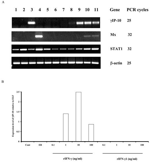 FIGURE 6. Dose response of rIFN-γ proteins in inducing gene expression in RTS-11 cells. RTS-11 cells were stimulated for 6 h with different stimulants, and RNA was extracted for analyzing gene expression by RT-PCR (A) or real-time PCR (B). A, Lanes 1–11, PBS, 10 μg/ml LPS, 10 μg/ml PHA, 50 μg/ml poly(I:C), 50 ng/ml rIL-1β, 50 ng/ml rTNF2, elution buffer, and 0.1, 1, 10, 100 ng/ml rIFN-γ.