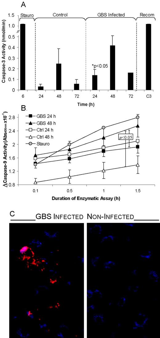 FIGURE 1. Caspase-3 and caspase-9 are activated following GBS infection of J774A.1 macrophages. Macrophages were infected with GBS 874391, and lysates were prepared at the indicated intervals following infection according to the protocols described in Materials and Methods. Caspase enzyme activity specific for caspase-3 (A) and caspase-9 (B) were measured by substrate cleavage analysis, with extracts from uninfected macrophages (control), staurosporine-treated macrophages (Stauro; 6–14 h at 5 μM), and recombinant human caspase-3 (Recom; C3) used as controls. Compared with (uninfected) control macrophages, the increase in GBS-infected macrophage lysate-mediated substrate-specific cleavage for caspase-3 was 4.4 ± 2.4-fold (p = 0.009) at 24 h (A). Increases for caspase-3 and -9 at 48 h were 1.7 ± 0.7-fold and 1.9 ± 0.1-fold (p = 0.009), respectively. Specificity for protease activity was confirmed by incubation of samples and substrates with specific inhibitors, which prevented substrate cleavage demonstrating caspase specificity (data not shown). C, Immunofluorescence microscopy analysis confirmed that GBS triggers caspase-3 activation in murine peritoneal macrophages (48 h).
