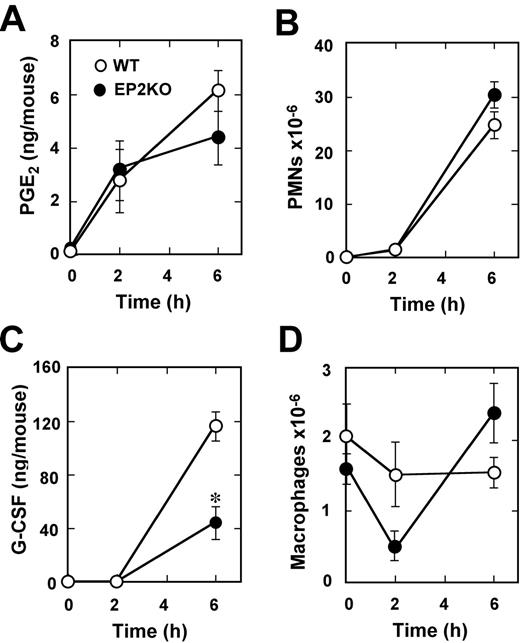 FIGURE 6. Effect of EP2 gene deficiency on G-CSF levels in peritoneal exudates. Wild-type C57BL/6 (○) and EP2-deficient mice (•) were treated with casein by i.p. injection. Peritoneal cells were collected, the numbers of PMNs (B) and macrophages (D) were determined by staining with May-Grunwald-Giemsa, and the contents of PGE2 (A) and G-CSF (C) in the lavage fluid were determined by EIA and ELISA, respectively. ∗, p < 0.05 vs wild type.