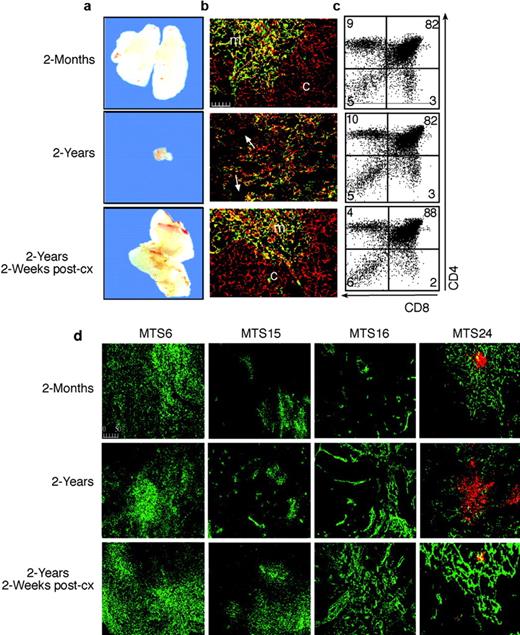 FIGURE 1. All major stromal cell subsets are fully restored postcastration (post-cx). a, Gross morphology of the thymus demonstrating the extent of thymus atrophy with age and regeneration by 2 wk post-cx. Images were taken at the same magnification. b, Immunofluorescence staining of frozen thymus sections showing anticytokeratin (pan-epithelium; red) and MTS10 (medulla; green/yellow). In the 2-mo thymus, there is a distinct cortex and medulla and well-defined corticomedulla junction (CMJ). With age, there is disruption of the epithelium and an indistinct CMJ. By 2 wk of post-cx, the medulla and cortical areas are indistinguishable from the young adult (2 mo) thymus. Scale = 50 μm. c, Representative FACS profiles of CD4/CD8 staining in the thymus. Proportions are given in each quadrant for double-negative, double-positive, CD4, and CD8 cells. There was no difference in the proportion of the major thymocyte subsets with age or post-cx. d, Immunofluorescence staining of frozen thymus sections showing MTS6 (detecting MHCII), MTS15 (detecting fibroblasts associated with the vasculature), MTS16 (detecting ECM), and MTS24 (detecting primordial epithelium). The aged thymus shows a reduction in MTS6 expression and an increase in MTS15, MTS16, and MTS24 expression. At 2 wk of post-cx, MTS6, MTS15, and MTS16 were all enhanced in expression while MTS24 expression was comparable to the young adult (2 mo) thymus.