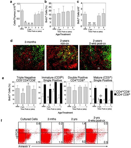 FIGURE 2. Castration increases proliferation and reduces apoptosis, thus fully restoring thymus cellularity. a, Aged mice showed a significant reduction in thymus cellularity. By 2 wk postcastration (post-cx), thymocyte numbers were restored to young adult (2 mo) levels. b, No change in the percentage of BrdU+ (proliferating) cells was seen with age or post-cx, remaining constant at ∼15–20% of total thymocytes. c, However, the number of proliferating cells reflected the atrophy of the thymus with age; by 2 wk post-cx, these were similar to the young adult (2 mo) thymus. Results are expressed as mean ± 1SD of 8–12 mice/group. ∗∗, p ≤ 0.01; ∗∗∗, p ≤ 0.001 compared with young adult (2 mo) and 2–6 wk post-cx mice. d, Immunofluorescence staining of frozen thymus sections showing anticytokeratin (pan-epithelium; red and anti-BrdU (proliferating cells; green)). In the 2-mo thymus, proliferating cells are predominant in the cortex (c), with low levels of BrdU+ cells evident in the medulla (m). With age, the level of proliferation is reduced and is indistinguishable between medulla and cortex. By 2 wk post-cx, intense proliferation is seen within the cortex, which is consistent with the increase in proliferating immature cells as seen by FACS. Scale = 50 μm. e, The proportion of BrdU+ cells within the TN and CD8 subsets were significantly decreased with age while a significant increase in the proliferation of CD3−CD4−CD8+ immature single-positive (CD8ISP) and mature CD3+CD4−CD8+ single-positive cells was seen at 1 wk post-cx. Each bar represents the mean ± 1 SD of four to eight mice. ∗, p ≤ 0.05; ∗∗∗, p ≤ 0.001 compared with 2-mo-old mice. ˆ, p ≤ 0.01 compared with post-cx mice. f, Representative FACS profiles of Annexin V vs αβTCR for detection of apoptotic cells. The aged thymus showed an increase in proportion of apoptotic cells, occurring mainly within the immature (αβTCR−/low) subsets. This was normalized post-cx. Cultured thymocytes (O/N at 37°C) were used as a positive control.