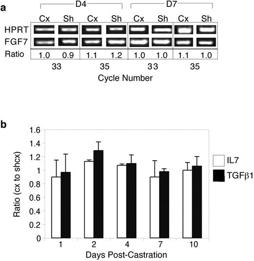 FIGURE 4. Molecular analysis of castration-induced thymic reactivation. a, Representative semiquantitative RT-PCR analysis of three separate experiments showing Fgf7 expression in thymic stromal cells from castrated (Cx) and sham-castrated (ShCx) animals at days 4 and 7 postcastration. No consistent difference was observed between Sh and Cx mice at any time point for any factor analyzed. Ratio = equilibration for HPRT expression. b, Quantitative real-time PCR analysis of relative IL-7 and TGF-β1 expression at days 1, 2, 4, 7, and 10 postcastration compared with ShCx mice. Results were calculated as the average cycle time of housekeeping gene/average cycle time of test gene and then expressed as a ratio of Cx to ShCx) mice. No change in expression of gene between Cx and Sh is represented by a value of 1. Results are expressed as the mean ± 1 SD of two separate experiments, 10 mice/group.