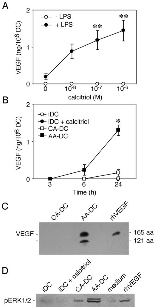 FIGURE 3. Characterization of VEGF production by AA-DC. A, DC were incubated in the presence of different concentrations of calcitriol for 24 h. B, DC were matured with LPS in the absence (CA-DC) or in the presence of 10−6 M calcitriol (AA-DC). C, VEGF isoforms present in the supernatants of 24-h treated DC were detected by Western blotting (n = 3). D, Western blot analysis (n = 3) of PAE-KDR cells stimulated with conditioned medium of DC. ∗, p < 0.05; ∗∗, p < 0.01 by one-way ANOVA with Dunnet’s post hoc test.