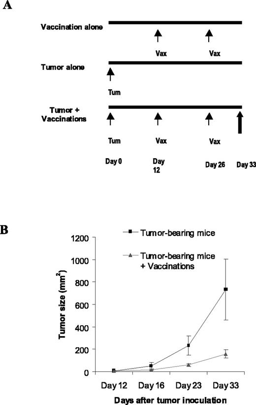 FIGURE 1. Therapeutic vaccinations slow down tumor growth, but are not sufficient for tumor regression. A, At day 0, 5 × 104 RMA-E7 cells were s.c. injected into each mouse to generate E7+ tumors. At day 12, tumor growth was checked, and mice with established tumor were defined as tumor-bearing mice. In the tumor plus vaccinations group, tumor-bearing mice were vaccinated with E7 DNA vaccine on day 12 and boosted on day 26. On day 33, mice were sacrificed to test E7-specific CTL response. In the tumor alone group, tumor-bearing mice were not vaccinated. For the vaccination alone group, mice were vaccinated at the same time points as in the tumor plus vaccinations group. B, In tumor-bearing mice with or without vaccinations, the growing tumors were measured at indicated time points. The data represented the average sizes for four mice per group. The experiments were performed independently at least five times with the similar results. The difference between two groups was statistically significant. ANOVA followed by Turkey t test was used for statistical analysis, and a p < 0.05 was accepted as statistically significant.