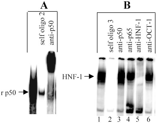 FIGURE 4. Binding of p50 and HNF-1 to oligo 2 and oligo 3, respectively. A, EMSA using oligo 2 as a probe and recombinant p50 (4 gel shift units/lane). B, EMSA using oligo 3 as a probe and nuclear extract from IL-β-treated cells. The competitors (200-fold excess of unlabeled oligos) and the Ab were added to the reaction mixtures before the addition of probe. Results were analyzed by a phosphor imager. The mobility of the free probe is not shown. A representative of three EMSAs is shown.