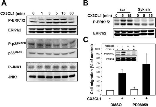 FIGURE 7. CX3CL1 activation of ERK1/2 is not required for RAW cell chemotaxis. A, RAW cells were stimulated with CX3CL1 for the indicated times before Western blotting of the corresponding Triton-soluble whole cell lysates. The activation statuses of ERK1/2 (p42/44MAPK), p38MAPK, and JNK1 were assessed using phosphospecific Abs, and the corresponding total (phosphorylation-independent) levels of MAPK expression are shown below as proof of equal protein loading. B, CX3CL1-induced ERK1/2 activation levels were compared between scrambled and Syk shRNA-treated cells. Results shown were obtained with a clone exhibiting 80% Syk protein reduction. C, RAW cells were preincubated for 1 h with 30 μM PD98059 (MEK inhibitor) or with DMSO (vehicle) before being subjected to a transmigration assay. PD98059 efficacy was confirmed through its ability to abolish ERK1/2 phosphorylation (see inset). For all experiments, n = 3.