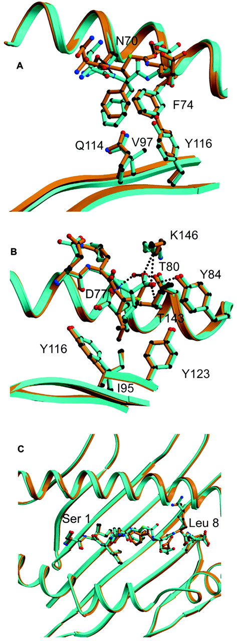 FIGURE 5. Differences in peptide conformation are restricted to the site of modification. A, Detailed view of C-pocket interactions between the Phe5 of the wild-type (tan) and the overlaid β-Phe5 (aqua) peptides. B, Detailed view of F-pocket interactions between the Leu8 of the wild-type (tan) and the overlaid β-Leu8 (aqua) peptides. C, The view of the overlaid β-Phe5 (aqua) and β-Leu8 (tan) in the cleft of H-2Kb as seen from above.
