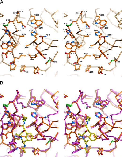 FIGURE 4. Substrate-binding cleft of rproDer p 1-CN compared with papain. A, Stereo image showing the Cα trace in and around the substrate-binding cleft of the mature region of rproDer p 1-CN with the side chains of the residues lining the cleft in a stick representation. The disulfide bridge between residues 111 and 151 is included for orientation. B, Same as A but with an inhibitor-bound papain structure (violet) superimposed. The inhibitor molecule covalently bound to the active site C25 (acetyl-Ala-Ala-Phe-methylenyl-Ala) in papain is shown in yellow in a stick representation. The side chain oxygen and nitrogen atoms of Asn and Gln residues are designated as the same atom type in 1PAD, and these atoms are therefore shown with the same color, wheat. Nitrogen, oxygen, and sulfur atoms are colored blue, red, and green, respectively. Gly residues are shown with a ball at the Cα position. The structures were superimposed as described in Fig. 3.