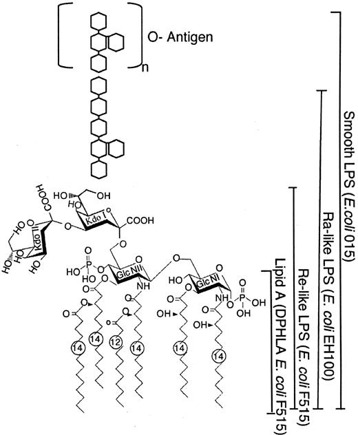 FIGURE 1. Diagram of the molecular structure of E. coli LPS (smooth and rough (Re) chemotypes) and lipid A.
