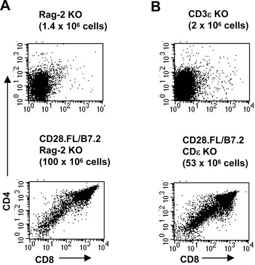 FIGURE 8. CD28.FL/B7-2 transgenes rescue development to the DP stage in Rag-2 and CD3ε KO mice. A, CD8 vs CD4 thymic profiles from Rag-2 KO and CD28.FL/B7-2 double-transgenic mice on a Rag-2 KO background. B, CD8 vs CD4 thymic profiles from CD3ε KO and CD28.FL/B7-2 double-transgenic mice on a CD3ε KO background. Total thymocyte numbers are indicated for each mouse. Results are representative of three independent experiments for each KO background.
