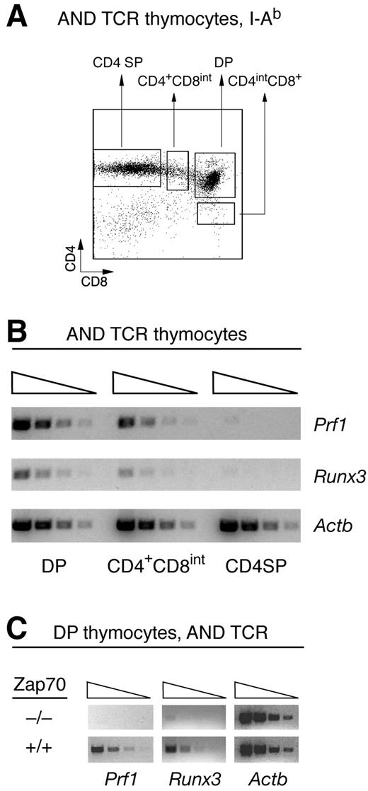 FIGURE 1. Evidence for CD8-specific gene expression in AND TCR thymocytes. A and B, Thymocyte populations were sorted from H-2b/b Zap70+/+ AND TCR mice (typical sorting gates shown in A) and analyzed by RT-PCR for expression of perforin (prf1) and Runx3 or of β-actin (Actb) as a control for RNA extraction and cDNA preparation (B). Wedges indicate RNA input (left to right, 100, 30, 10, and 3 cell equivalents). C, Similar expression analyses were carried on DP thymocytes from Zap70+/+ or Zap70−/− AND TCR mice.