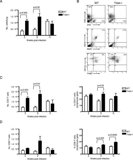 FIGURE 3. Recruitment of inflammatory cells following M. tuberculosis infection in T-bet−/− mice. A, Lungs of M. tuberculosis-infected mice were processed to generate a single-cell suspension (see Materials and Methods). The total number of cells in the lungs was determined by trypan blue exclusion method. The results represent mean + SEM of four mice per experimental group, and statistical significance was determined by two-tailed Student’s t test. B, Interstitial lung cells were stained with CD3 (T cells), Dx5 (NK cells), CD19 (B cells), and F4/80 (macrophages)-specific mAbs (see Materials and Methods), and analyzed by flow cytometry. The proportion of T cells, NK cells, B cells, and macrophages is presented in corresponding quadrants. Results are representative of four mice per strain. C and D, Lung single-cell suspensions were stained with anti-CD4 and anti-CD8 Abs. The number of CD4+ and CD8+ T cells within the lungs was determined using the following formula: total number of cells × percentage of total CD4+ or CD8+. The percentage of CD4+ and CD8+ cells within lymphocyte gate was also determined.