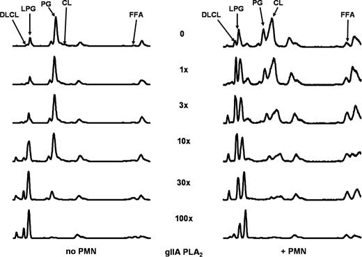 FIGURE 4. Dose-dependent effects of gIIA-PLA2 ± PMN on 14C-oleate-labeled S. aureus. 14C-S. aureus were incubated with varied amounts of gIIA-PLA2 ± PMN as described in Materials and Methods for 2 h at 37°C. gIIA-PLA2 was added during preincubation of S. aureus with serum. Relative concentrations of PLA2 added were 1×, 3×, 10×, 30×, and 100×, with the 3× dose-producing effects that closely correspond to effects of 150 ng/ml gIIA-PLA2 shown in Fig. 1. TLC profiles are shown after ImageQuant (Molecular Dynamics) analysis of TLC-resolved lipids. Note that at the higher gIIA-PLA2 doses there was decreased production of dilyso-CL (DLCL) reflecting increased gIIA-PLA2 activity before addition of PMN.