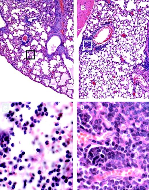 FIGURE 4. Microscopic histology of lung tissue from wild-type IFN-αβR+/+ (A and C at original magnifications ×20 and ×63, respectively) and gene-deleted IFN-αβR−/− (B and D at original magnifications ×20 and ×63, respectively) mice sacrificed on day 6 postinoculation. Regions in boxes in A and C are expanded in B and D, respectively, as shown.