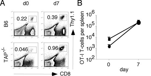 FIGURE 2. Robust secondary CD8 T cell response to TAP−/−-DCs in TAP−/− mice. In vivo-generated memory Thy1.1+ OT-I T cells (5 × 104) were transferred into irradiated B6 or TAP−/− mice. Seven days later, mice were immunized with ova257–264-coated TAP−/−-DCs. Seven days after immunization, the numbers of OT-I cells in the spleen were determined. A, Representative profiles of OT-I recipients at day 0 (d0) and day 7 (d7) after immunization. The numbers are percentages of OT-I CD8 T cells of total splenocytes. B, Total numbers (mean ± SD, three mice per group) of OT-I CD8 T cells before and 7 days after immunization. •, TAP−/− hosts; ▪, B6 hosts. Data are representative of three independent experiments.
