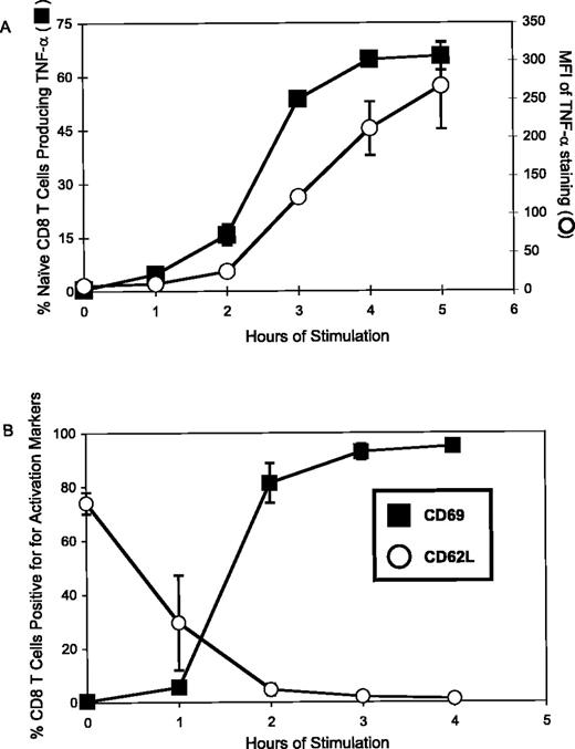 FIGURE 3. Kinetics of TNF-α production by P14-CD8 T cells. A, Splenocytes from naive TCR-LCMV-P14 mice were stimulated for the indicated times with GP33 in the presence of brefeldin A, as described in Materials and Methods, and then stained for cell surface markers and for intracellular cytokines. For analysis, samples were gated on CD8-positive cells and plotted as the percentage of CD44low CD8 T cells staining positive for TNF-α or as the MFI of the TNF-α stain. Each point is an average of four mice. B, Splenocytes from naive TCR-LCMV-P14 mice were stimulated for the indicated times with GP33 in the absence of brefeldin A, as described in Materials and Methods, and then stained for the CD69 or CD62L. Each point is an average of three mice. The data are representative of three experiments.