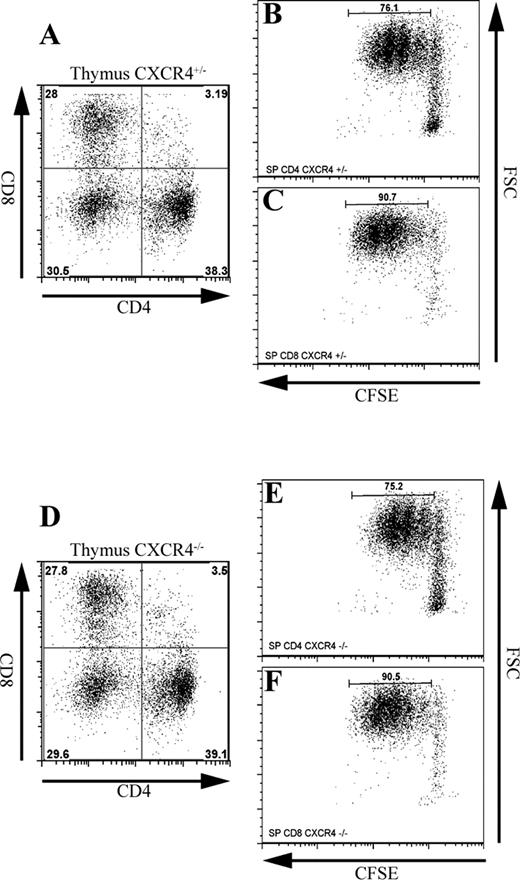 FIGURE 5. Kinetic analysis of T cell division in populations of CFSE-labeled thymocytes from E15.5 CXCR4+/− and CXCR4−/− FTOC. Expression profiles of CD4 and CD8 after proliferation (A and D) and CFSE profiles (B, C, E, and F) of CXCR4+/− (A–C) and CXCR4−/− (D–F) SP CD4 and CD8 are represented. The frequency of SP thymocytes that underwent at least one cell division is gated.