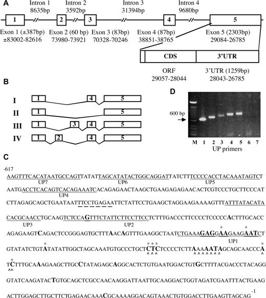 FIGURE 1. Structure of the human cysLT1R gene (A). Exons are shown as boxes. The sizes of exons and introns are shown. Exon numbering is in relation to genomic contig AL445202. The length of exon 1 comes from the longest fragment obtained in 5′-RACE experiments. B, Identified splice variant of the human cysLT1R gene. CDS-coding sequence, 3′-UTR. C, The 617-bp fragment of exon 1 is shown. Numbers refer to the 3′-end of exon 1 as nucleotide −1. Identified TSSs in 5′-RACE experiments are shown with bold letters. Asterisks above the letters represent TSSs found in IL-4-stimulated 5′-RACE experiments. Sequences of 5′ primers used in RT-PCR are underlined. A STAT6 response element is underlined with a dashed line (_ _ _). Regions with the most common TSSs are underlined with a wavy line. D, RT-PCR-generated fragments are shown run with 5′ primers as depicted on panel C and with the common 3′ primer localized to the coding region.
