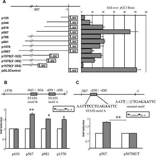 FIGURE 3. Luciferase reporter activity in THP-1 cells transfected with cysLT1R promoter deletion constructs (A). Luciferase activity in cells transfected with deletion (B) or STAT6 mutated constructs (C) and exposed to IL-4 or vehicle for 10 h. Results are presented as fold values over an empty pGL3 basic vector. The means ± SD from three experiments done in triplicate are shown. ∗, p < 0.05; ∗∗, p < 0.01.