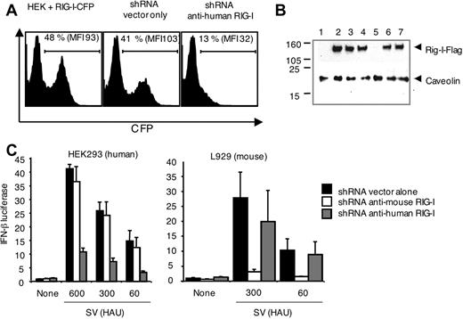 FIGURE 4. RNA interference targeting RIG-I abrogates SV signaling. 293T cells were cotransfected with RIG-I-CFP together with the indicated shRNA vectors for 48 h (A). RIG-I-CFP silencing was quantified by FACS analysis. The percentage of CFP+ cells and the mean fluorescence intensity (MFI) of the CFP+ cells are indicated. B, RIG-I-Flag silencing was quantified by Western blot. Lane 1, 293T; lanes 2–7, 293T cotransfected with RIG-I-Flag (lane 2, control; lane 3, piGENE vector; lane 4, shRNA anti-mouse RIG-I; lane 5, shRNA anti-human RIG-I; lane 6, pSuper vector; lane 7, shRNA anti p53 HEK293). C, HEK 293 or L929 cells were transfected with an IFN-β-luciferase reporter gene and shRNA vectors targeting human or murine RIG-I; 72 h later, cells were infected with SV, and luciferase reporter gene activity was measured. In all cases, data are expressed as fold induction relative to the reporter-only control and are the mean ± SD. All experiments described were performed a minimum of three times and produced similar results.