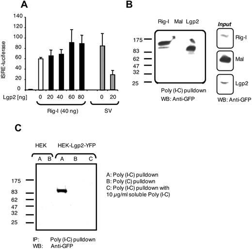 FIGURE 6. Lgp2 binds dsRNA. A, HEK293 cells were transfected with an ISRE-luciferase reporter gene together with full-length RIG-I and increasing amounts of Lgp2. Where indicated, cells were infected with SV in the absence of RIG-I as a control. B, Cell lysates from HEK293 cells transfected with RIG-I-YFP, Mal-CFP, or Lgp2-YFP were subjected to poly(I-C) pull-down assays as indicated. Poly(I-C)-agarose-associated complexes were subjected to SDS-PAGE and immunoblot analysis with anti-GFP. The expression of each protein before pulldown is shown by immunoblot with anti-GFP in the input lysate. C, Lysates from a HEK-Lgp2-YFP stable cell line were subjected to poly(I-C) or poly(C) pull-down. Where indicated, soluble poly(I-C) was added to cell lysates for competition analysis. In each case, immunoprecipitated complexes were subjected to SDS-PAGE and immunoblot analysis with anti-GFP (BD Clontech).