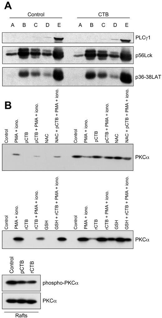 FIGURE 10. rCTB inhibits the phosphorylation and the translocation of PKCα into rafts. A, Jurkat cells (80–100 × 106) were left untreated or incubated with CTB (10 μg/ml) for 30 min. Raft purification was achieved as in Fig. 5B. The nine fractions, usually harvested from the top of the ultracentrifuge tube, were pooled as follows: lane E, (9 + 8); lane D, (7 + 6); lane C, (5 + 4); lane B, (3 + 2); and lane A, 1. The pooled fractions (lanes A–E) were subjected to SDS-PAGE, transferred onto PVDF membranes, and immunoblotted with the indicated antibodies. Data represent one of three similar experiments. B, Jurkat cells (80–100 × 106) pretreated or not with NAC (25 mM) for 1 h or GSH (3 mM) for 1 h were pretreated or not with pCTB or rCTB (10 μg/ml) for 30 min. Then cells were stimulated or not by PMA (10 ng/ml) plus ionomycin (100 nM) for 1 h. Raft isolation was achieved as in Fig. 5B. Upper panel, Fractions B and E were subjected to SDS-PAGE, transferred onto PVDF membranes, and immunoblotted with anti-PKCα mAb. Lower panel, Twenty-five microliters of fraction B “control” and 65 μl of fraction B “rCTB-treated cells,” to have the same quantity of PKCα, were subjected to SDS-PAGE, transferred onto PVDF membranes, and immunoblotted with anti-phospho-PKCα (Ser657) Ab. Then membrane was stripped and reblotted with anti-PKCα mAb. Data represent one of three similar experiments.