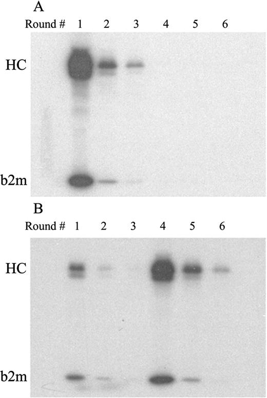 FIGURE 3. Immunoprecipitation on lysate of 125I-labeled CALOGERO, with two human mAbs analyzed by PAGE. A, Three rounds of immobilized SN230G6 (lanes 1–3) followed by three rounds of WIM8E5 (lanes 4–6). B, Three rounds of WIM8E5 (lanes 1–3) followed by three rounds of SN230G6 (lanes 4–6). Positions of H chain (HC, Mr 46,000) and β2-microglobulin (β2M; Mr 13,000) are interpolated from the positions of Mr markers in a separate lane.