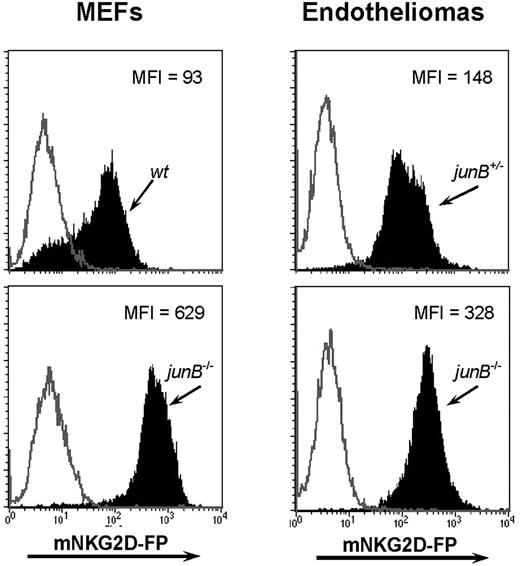 FIGURE 1. Expression of NKG2D ligands on mouse embryonic cell lines. Cells were stained with a mNKG2D-FP (filled histogram) or an irrelevant fusion protein (hNKG2D-FP; gray solid line) and analyzed by flow cytometry. Histograms of wt or junB−− MEFs (left panels) and junB+/− or junB−− endothelioma cells (right panels) are depicted. One representative of at least four independently performed experiments is shown. MFI, Mean fluorescence intensity.
