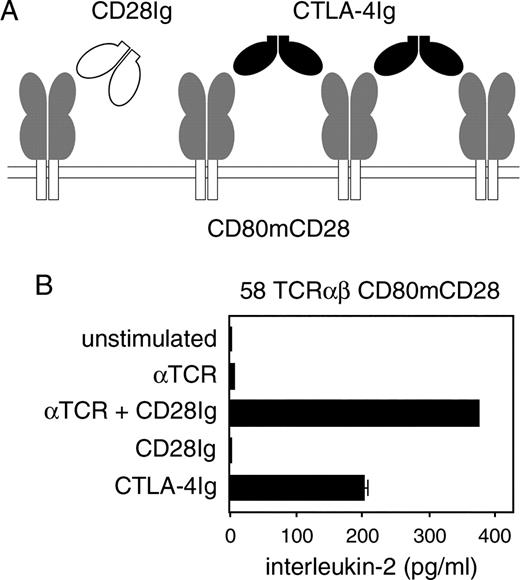 FIGURE 2. Ligation of CD28 with bivalent but not monovalent natural ligand pairs activates 58 TCRαβ cells. A, A chimera comprising the extracellular domains of CD80 and intracellular domains of CD28 was stimulated with monovalent CD28Ig or bivalent CTLA-4Ig. IgGFc domains are not shown. B, 58 TCRαβ cells expressing CD80mCD28 were stimulated as indicated, and IL-2 production was measured by ELISA.