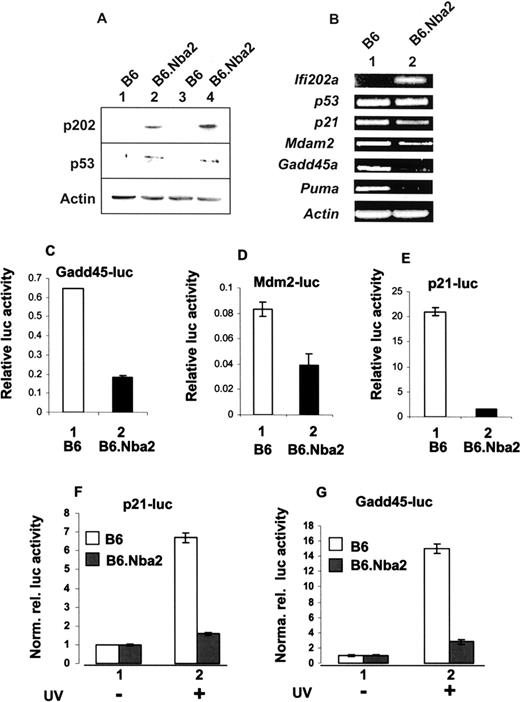 FIGURE 1. Increased expression of p202 in B6.Nba2 splenocytes correlates with increased levels of p53 protein and inhibition of basal and induced transcription of p53 target genes. A, Extracts prepared from age-matched B6 (lanes 1 and 3) or B6.Nba2 (lanes 2 and 4) female mice were analyzed by immunoblotting using Abs specific to the indicated proteins. Each lane represents one animal. B, Total RNA isolated from age-matched B6 (lane 1) or B6.Nba2 (lane 2) female mice was analyzed by RT-PCR using a pair of primers specific to the indicated genes. RNA isolated from two different B6 or B6.Nba2 female mice gave essentially similar results. C–E, Subconfluent cultures of B6 (column 1) or B6.Nba2 (column 2) MEFs (passage 6) were transfected with Gadd45-luc-reporter (C), Mdm2-luc-reporter (D), or p21-luc-reporter plasmid (E), along with pRL-TK reporter plasmid, as described in Materials and Methods. Forty-two hours after transfections, cell lysates were analyzed for dual luciferase activity. Relative luciferase activity is indicated. The bars indicate the SD. Similar results were obtained in two independent experiments. F and G, Subconfluent cultures of B6 (□) or B6.Nba2 (▪) MEFs (passage 6) were transfected with p21-luc-reporter plasmid (F) or Gadd45-luc-reporter plasmid (G) along with pRL-TK plasmid, as described in C. Twenty-four hours after transfections, one set of cells (column 1) was either left untreated or exposed to UV-B light (5 mJ/m2; column 2), and 42 h after transfections, dual luciferase activity was determined. Normalized relative luciferase activity is indicated. The bars indicate the SD.