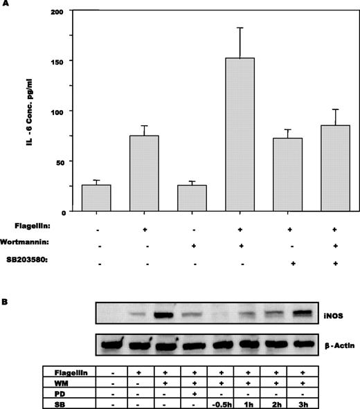 FIGURE 5. Potentiation of flagellin-induced proinflammatory gene expression by wortmannin is suppressed by blocking p38 and ERK1/2 signaling. T84 cells were stimulated with 100 ng/ml flagellin in the presence or absence of PD90085 or SB203580. A, SB 203580 or vehicle (DMSO) was added 2 h following flagellin treatment. Conditioned medium was collected in three parallel experiments at 6-h and [IL-6] was determined via ELISA. B, Cells were pretreated (0.5 h before stimulation) with PD90085 or treated with SB203580 at the indicated time before or following stimulation with flagellin. Cell lysates were analyzed for expression of iNOS by SDS-PAGE immunoblotting.