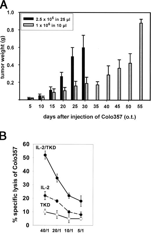 FIGURE 1. A, Growth kinetics of primary pancreatic tumors. SCID/beige mice were injected o.t. either with 2.5 × 106 Colo357 cells suspended in 25 μl (▪) or 1 × 106 Colo357 cells suspended in 10 μl of medium (▦). Colo357 cells were derived from a master cell bank. Mice were sacrificed at the indicated time points after tumor inoculation, and the weight of the resected tumors was measured. Results are expressed as average tumor weights (grams) ± SD. The number of animals for each individual injection mode and for the different time points ranged between 6 and 18. Due to severe signs of disease, the experiment was terminated on day 30 after injection of 2.5 × 106 Colo357 cells and on day 55 after injection of 1 × 106 Colo357 cells. B, Cytolytic activity of CD3−CD94+ NK cells treated in vitro with Hsp70 peptide TKD (2 μg/ml), IL-2 (100 IU/ml), or a combination of both (IL-2/TKD) toward single-cell suspensions of Colo357 cells derived from tumor-bearing SCID/beige mice. Data represent mean values of three independent experiments ± SD.
