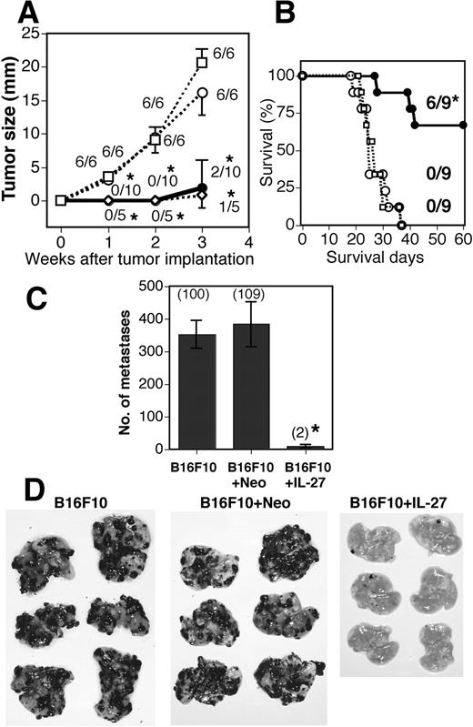FIGURE 1. Inhibition of s.c. growth and pulmonary metastasis of B16F10 tumors by IL-27. WT mice were injected s.c. with B16F10 (- - -□- - -), B16F10 + Neo (- - -○- - -), B16F10 + IL-12 (- - -⋄- - -), and B16F10 + IL-27 (—–•—–) cells, and tumor growth (A) and survival (B) was monitored. Bar and asterisk indicate the SD and statistical significance compared with each control, respectively. The fraction indicates the number of tumor-bearing mice per total number of mice. ∗, 0.001 < p < 0.01 vs B16F10 + Neo and B16F10 cells by the Mann-Whitney U test (A) and Fisher’s exact probability test (B). Similar results were obtained in two independent experiments. C, Mice were injected i.v. with B16F10, B16F10 + Neo, and B16F10 + IL-27 cells. Metastasis was determined 3 wk after the injection. Data are represented as means 32 ± SD of six mice per group. Numbers in parentheses mean the percentages to B16F10 metastasis. ∗, 0.0001 < p < 0.001 vs B16F10 + Neo and B16F10 cells by Welch’s t test. Photographs of representative lungs are shown (D). Similar results were obtained in more than three independent experiments.