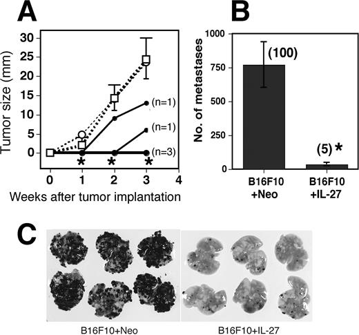 FIGURE 2. Inhibition of s.c. growth and pulmonary metastasis by IL-27 even in IFN-γ KO mice. A, IFN-γ KO mice were injected s.c. with B16F10 (- - -□- - -), B16F10 + Neo (- - -○- - -), and B16F10 + IL-27 (—–•—–) cells and tumor growth was monitored. In the case of B16F10 + IL-27-injected mice, data of individual mice (n = 5) are shown. Tumor growth was observed in two mice from 2 and 3 wk, respectively, after the implantation, and that in three mice were not observed until 3 wk. Data in mice injected with B16F10 and B16F10 + Neo are represented as means ± SD of five mice per group. ∗, 0.001 < p < 0.01 vs B16F10 + Neo and B16F10 cells by the Mann-Whitney U test. Tumor sizes in WT mice 21 days after tumor implantation with B16F10 + Neo and B16F10 + IL-27 were 19.3 ± 3.3 (n = 3) and 1.1 ± 2.2 (n = 5), respectively. Similar results were obtained in two independent experiments. B, IFN-γ KO mice were injected i.v. with B16F10 + Neo and B16F10 + IL-27 cells and metastasis was determined 3 wk after the injection. Data are represented as means ± SD of six mice per group. Numbers in parentheses mean the percentages to B16F10 + Neo metastasis. ∗, 0.0001 < p < 0.001 vs B16F10 + Neo by Welch’s t test. Numbers of metastasis in WT mice injected with B16F10 + Neo and B16F10 + IL-27 were 320 ± 159 (n = 3) and 8 ± 5 (n = 3), respectively. Photographs of representative lungs are shown (C). Similar results were obtained in two independent experiments.